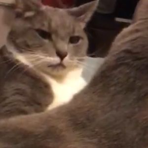 Meet your Posher, Mirella